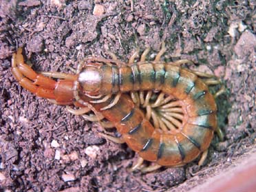 Scolopendra cingulata? No. Scolopendra oraniensis